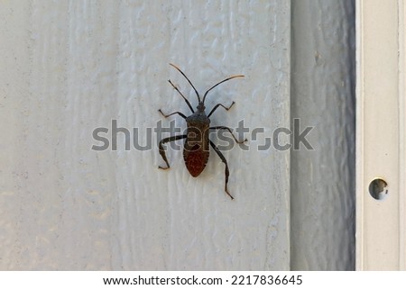 Common name: Kissing bug, scientific name: Triatominae