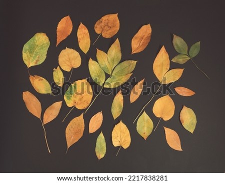 Autumn leaves pattern on black background. Minimal flat lay horizontal composition, autumn beauty concept