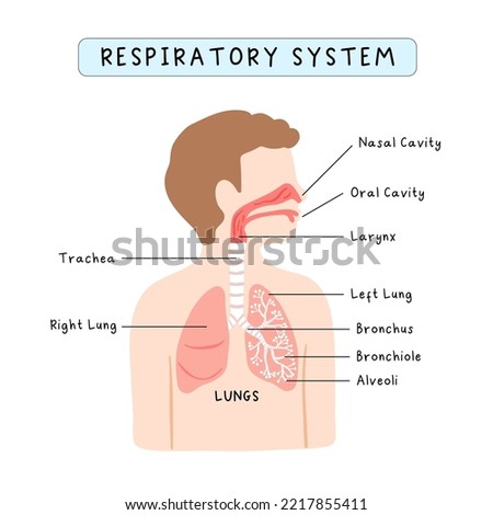 Human respiratory system infographic for kids study, school curriculum Royalty-Free Stock Photo #2217855411