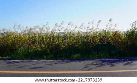 Pampas grass illuminated by the autumn morning sun