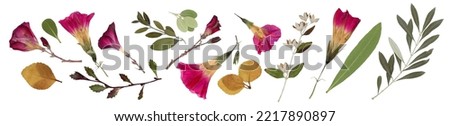 Pressed and dried creeper flowers, olive branch and leaves, plants on isolated white background. For use in floral patterns, compositions, herbariums, scrapbooking, floristry. Royalty-Free Stock Photo #2217890897