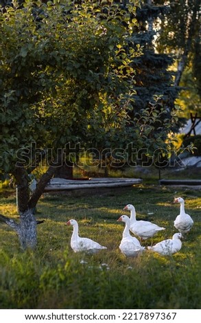 a flock of ducks on a farm 