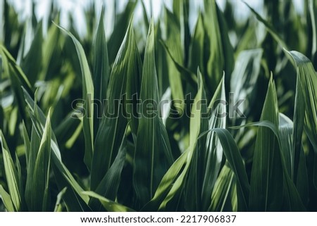 green leaves of a cornfield 