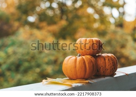 Autumn background. Pumpkins for decor and home decoration for Halloween and Thanksgiving. October, November, atmosphere and autumn mood concept.