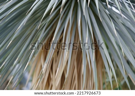 Yucca rostrata also called beaked yucca, is a tree-like plant belonging to the genus Yucca. Asparaggaceae family