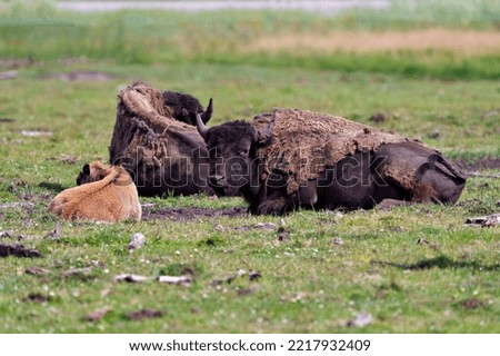 Bison adult with baby bison resting in the field in their environment and habitat surrounding. Buffalo Picture.