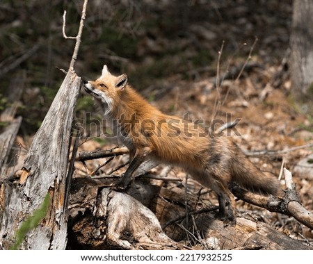 Red fox close-up profile side view in the springtime displaying fox tail, fur, in its environment and habitat with a blur foliage background. Fox Image. Picture. Portrait. Photo.