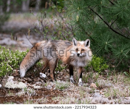 Red Fox close-up looking at camera with a foliage and pine tree branches background in its habitat and environment. Picture. Portrait. Fox Image.