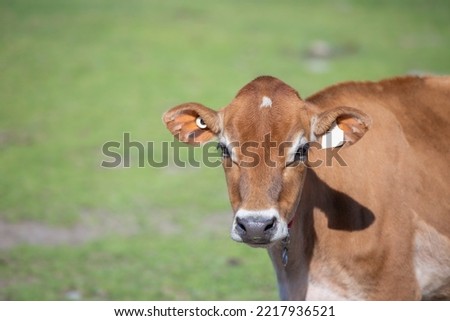 Jersey cow heifer standing in a green field on a dairy farm on a bright sunny summer day.  Royalty-Free Stock Photo #2217936521