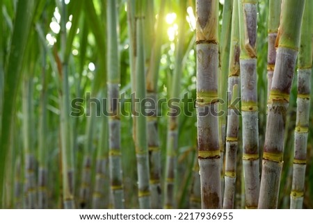 Sugar cane plantation growing up. Royalty-Free Stock Photo #2217936955
