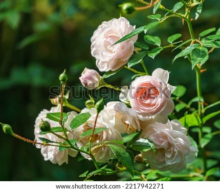 Beautiful blooming white-rose rose flower Sea Foam. Delicate twig shrub rose 'Sea Foam' with white flowers on green background. Floral nature background with copy space. Romantic artistic image