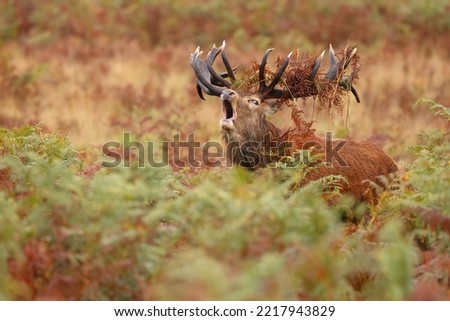 Red Deer Stag in autumn Royalty-Free Stock Photo #2217943829