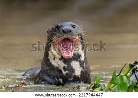 Giant River Otter, Pteronura brasiliensis, eating fish, Matto Grosso, Pantanal, Brazil, South America
