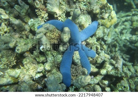 This is a picture of a blue starfish that is often found in the West Lombok area