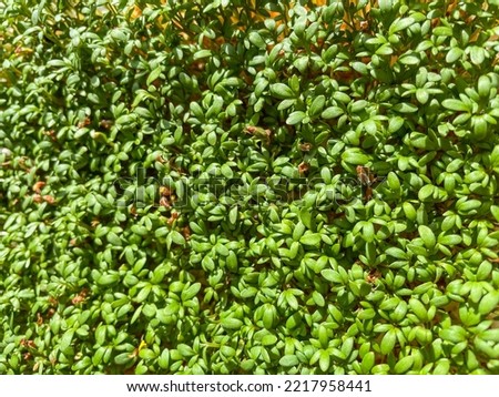 Garden cress (Lepidium sativum), sometimes referred to as garden cress (or curly cress) to distinguish it from similar plants also referred to as cress is a rather fast-growing, edible herb. Royalty-Free Stock Photo #2217958441