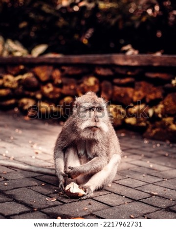 Picture of a Monkey in Bali