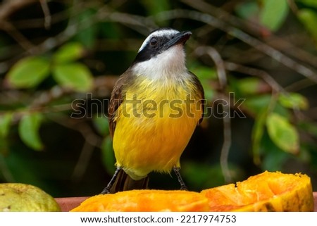 The great kiskadee (Pitangus sulphuratus) is a passerine bird in the tyrant flycatcher family Tyrannidae.