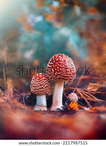 Macro of two red fly agaric mushrooms in a scenery with teal background and bokeh. Shallow depth of field, Soft and blurred foreground