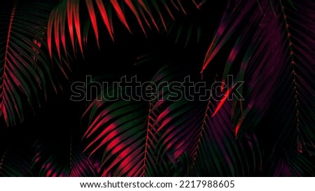 Tropical palm leaf, forest nature background, dark color toned