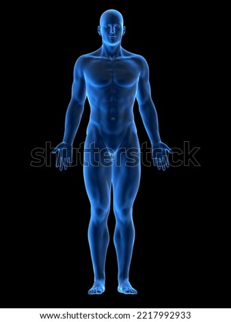 3d rendered medical illustration of the male body