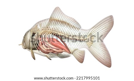 3d rendered illustration of the fish anatomy - bones and organs