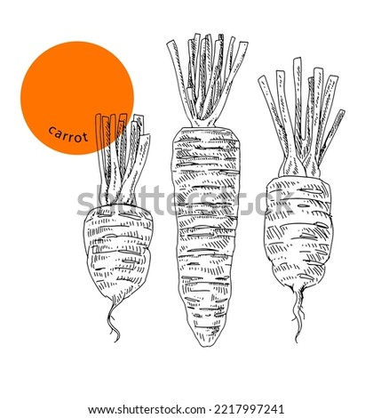 Set of carrots, organic vegetable, close-up, hand drawn sketch, ink, vintage engraving. Design element for decoration package, shops, markets. Engraved vector illustration isolated on white background