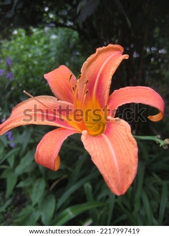 macro photo with a decorative natural background of a flower of a herbaceous lily plant with orange petals for garden landscape design as a source for prints, posters, wallpaper, advertising, decor