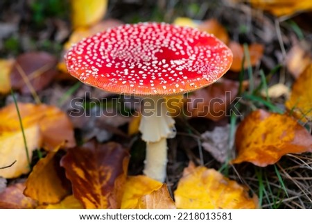 Amanita muscaria or “fly agaric“ is a red and white spotted poisonous Toadstool Mushroom growing in the undergrowth of a forest in Sauerland Germany. Fruit body in colorful yellow autumn foliage. Royalty-Free Stock Photo #2218013581