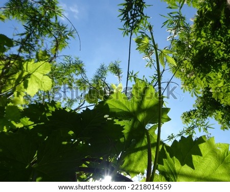 fresh green climbing hop leaves in garden with blue sky