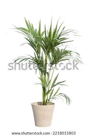 Kentia palm tree in pots. House plant isolated on white background Royalty-Free Stock Photo #2218015803