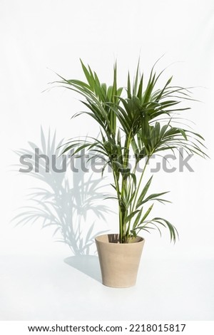 Kentia palm tree in pots. Houseplant on white background with shade, copy space Royalty-Free Stock Photo #2218015817