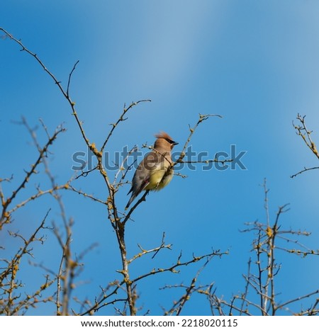 Cedar waxwing resting on tree branch, it is a Plump, smooth-plumaged bird with distinctive thin, high-pitched call. Adults have a sleek crest, black mask