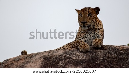 Sri Lankan Leopard (Panthera Pardus Kotiya) Yala Park