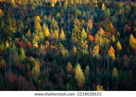 Beautiful colourful forest in autumn. Slovakia nature.