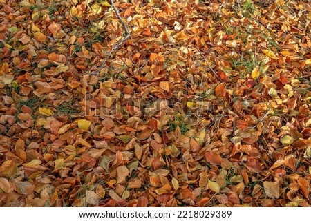 The grass is covered with autumn orange leaves
