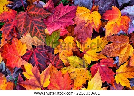 beautiful dry leaves on the ground 