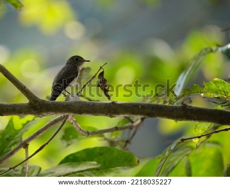 Asian brown-streaked flycatcher on a green background. Obscure Asian bird species brown-streaked flycatcher Royalty-Free Stock Photo #2218035227
