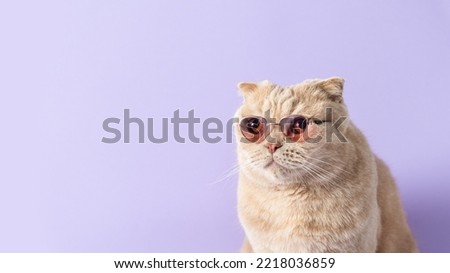Online courses, remote distant education, optics store, vacation, pet store concept. Funny cat wearing trendy sunglasses on violet background and looking at copy space. Greeting card, calendar