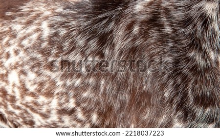 Beautiful spotted fur close-up. Texture of brown animal wool. Dog fur. Royalty-Free Stock Photo #2218037223