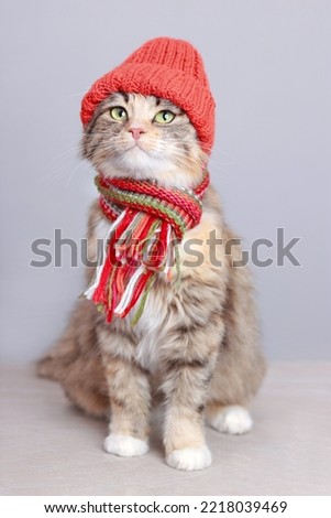 Cute Cat in a orange hat and scarf on a light background. Spring concept. Cat with green eyes. Kitten ready for cold spring. Lovely Kitten dressed in a knitted hat. Pet care. Pets. Clothing for animal Royalty-Free Stock Photo #2218039469