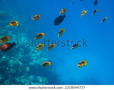 Chaetodon fasciatus or Butterfly fish in the expanses of the coral reef of the Red Sea, Sharm El Sheikh, Egypt Royalty-Free Stock Photo #2218044737