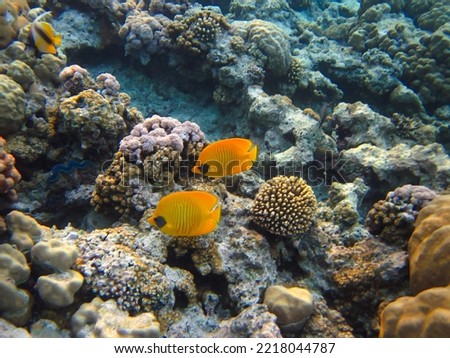 Chaetodon fasciatus or Butterfly fish in the expanses of the coral reef of the Red Sea, Sharm El Sheikh, Egypt Royalty-Free Stock Photo #2218044787