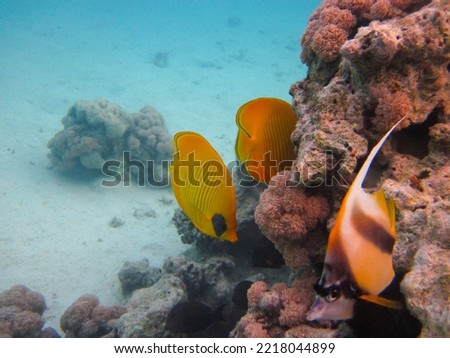 Chaetodon fasciatus or Butterfly fish in the expanses of the coral reef of the Red Sea, Sharm El Sheikh, Egypt Royalty-Free Stock Photo #2218044899
