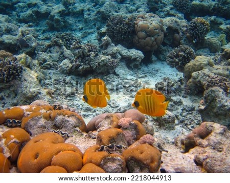 Chaetodon fasciatus or Butterfly fish in the expanses of the coral reef of the Red Sea, Sharm El Sheikh, Egypt Royalty-Free Stock Photo #2218044913