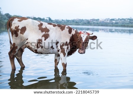 white with brown spots cow standing in the water at the watering hole