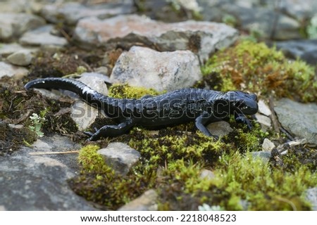 Natural closeup on the all black Alpine salamander, Salamandra atra from the Swiss Alps omitting a milky substance