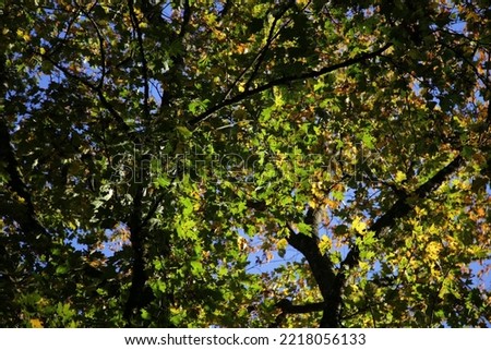 Vview on geen and yellowish leaves on the tree, autumn. Selective focus. High quality photo