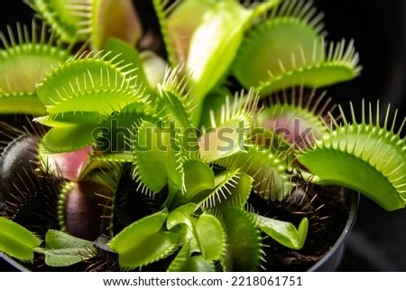 Dionaea carnivorous plant in selective focus and portrait