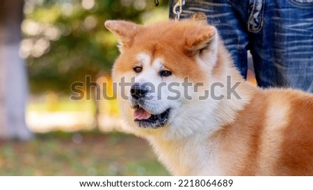 Dog breed shiba-inu in the park near his master on a leash