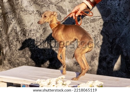A dog of the Arabian greyhound (sloughi) breed near the owner poses during the photo shoot